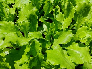 Lettuce salad leaf background. Fresh batavia salad. Top view whole lettuce leaf growth on organic farm ground bed. Young green lettuce crop in garden soil for spring leaf salad. Raw vegetarian lettuc
