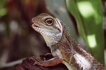 A close up of a lizard