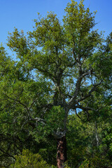 Quercus suber, commonly called the cork oak, is the primary source of cork, Sierra Madrona, Fuencaliente, Ciudad Real Province, Spain