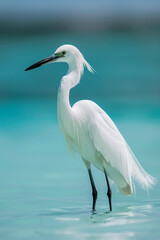 Obraz premium great blue heron