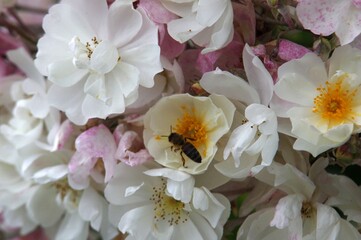 Rosenblüten mit Biene