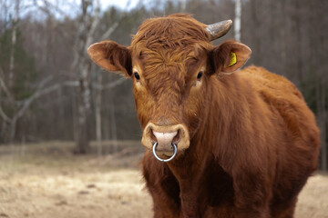 Brown Cow Standing in Field With Trees