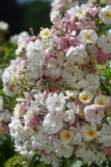 Wildrosenblüten