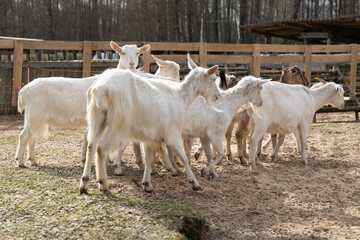 Obraz premium Herd of White Goats Standing Together