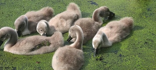 Schwanenküken