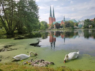 Schwanenfamilie auf dem lübecker Pfaffenteich