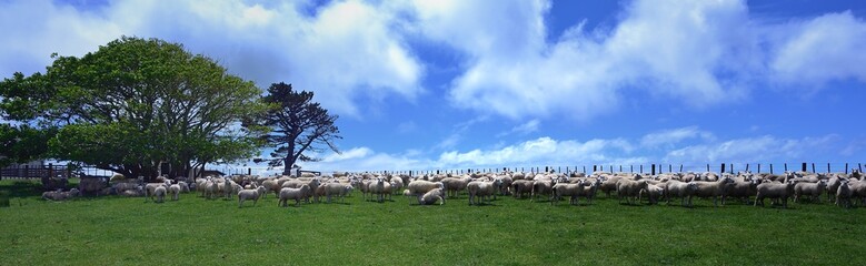 Obraz premium Large herd of New Zealand sheep