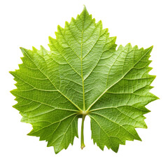 Fototapeta premium A grape leaf isolated on transparent background.