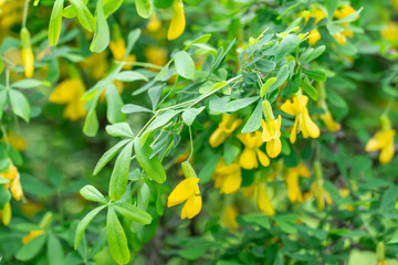 Caragana shrub or yellow steppe acacia blossom in garden. Bush caragana frutex blooming and lush flowering siberian peashrub. Acacia tree branch with green leaves and yellow flowers chapyzhnik.