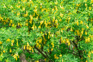 Caragana shrub or yellow steppe acacia blossom in garden. Bush caragana frutex blooming and lush flowering siberian peashrub. Acacia tree branch with green leaves and yellow flowers chapyzhnik.