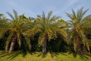 Four Palm Trees in a Garden