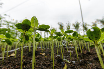 Tiny Green Seedlings in the Soil