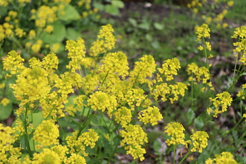 Obraz premium 黄色い花