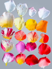 Beautiful Rose Petals, fresh in 20 different colors