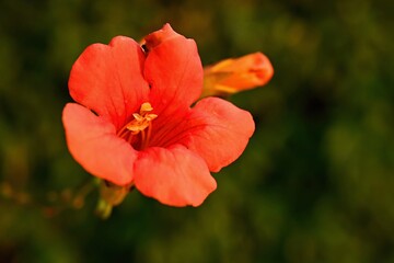 Fototapeta premium Red flower. Beautiful flowering hibiscus. (Hibiscus sabdariffa, Hibiscus esculentus)