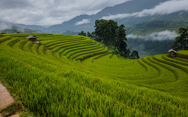 Obraz premium Mu Cang Chai terraced fields, Yen Bai, Vietnam