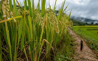Mu Cang Chai terraced fields, Yen Bai, Vietnam