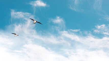 flock of birds flying in the sky