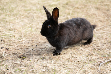 Small Black Rabbit Standing on Dry Grass Field