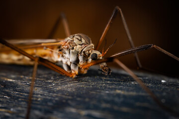 Schnake ruht sich aus