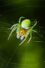 Kleine Grüne Spinne im Netz