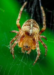 Kleine Spinne im Netz