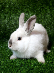 Beige colored dwarf domestic rabbit, pet