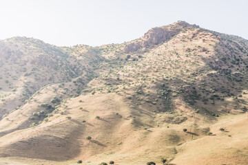 Yellow hills mountains covered with yellow grass vegetation in the mountains of Tajikistan