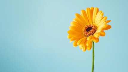 bright orange gerbera flower in full bloom against a pale blue background. The petals are slightly curled and the edges are a deeper shade of orange.