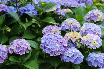 カラフルに咲くアジサイの花　初夏