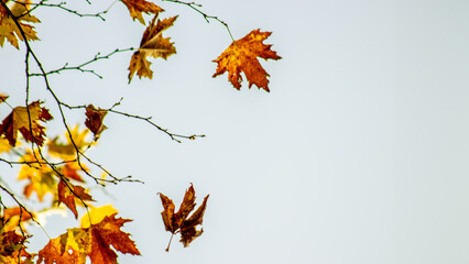 A fallen leaf gracefully drifting down, symbolizing the tranquility and beauty of the autumn season.