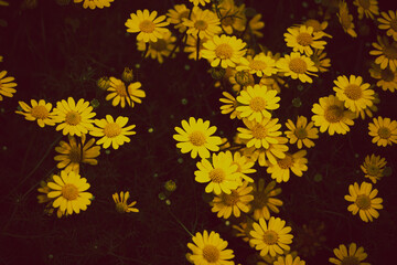 A bunch of yellow flowers are in a field