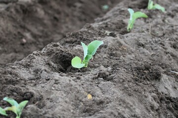 newly planted green cabbage seedlings in prepared garden beds