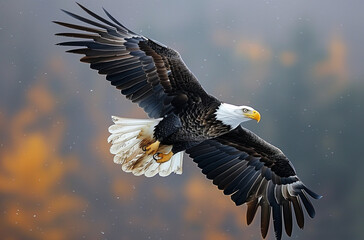 Obraz premium Close-up of a white-headed sea eagle