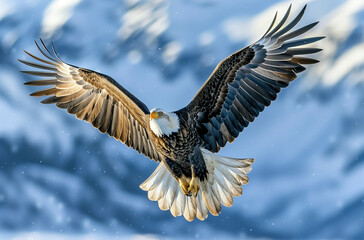 Fototapeta premium Close-up of a white-headed sea eagle