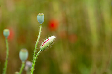 아름다운 양귀비