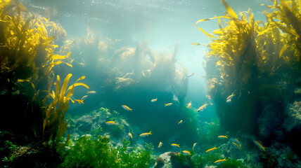 Fototapeta premium Kelp farm in the ocean, fish swimming with giant seaweed, vibrant colors of green and yellow, underwater photography