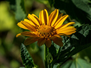 yellow flower in the garden