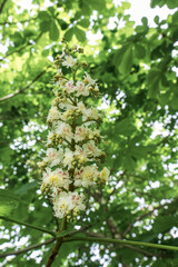 Fototapeta premium inflorescence of horse chestnut