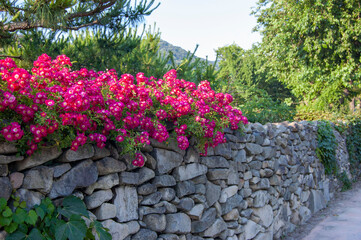 flowers on a wall
