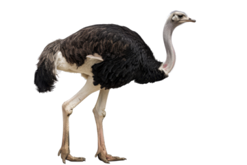 A high-resolution image of an ostrich standing on a white background, showcasing its distinctive features and natural beauty.