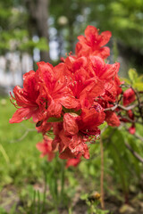 red azalea and rhododendron flowers