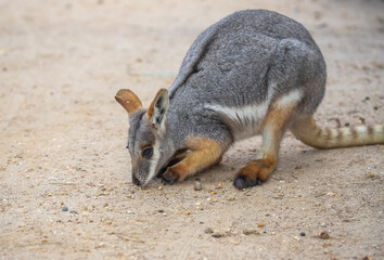 Australian kangaroo, yellow-footed rock wallaby. Cute animal in nature. Close-up