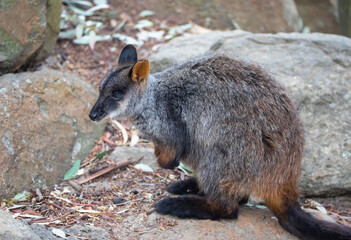 Australian kangaroo, rock wallaby. Cute animal in nature. Close-up
