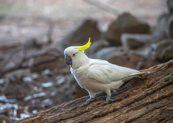 Sulphur-crested cockatoo in Australia. Large white bird with a yellow crest. Close-up