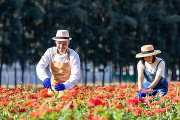 Team of Asian farmer and florist is working in the farm while cutting zinnia flowers using secateurs for cut flower business in his farm for agriculture industry concept