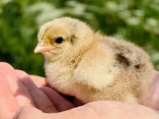 A chicken in a woman's hands on a background of grass
