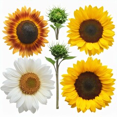 Obraz premium Our sunflower set features a variety of sizes, perfect for any design.