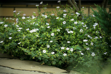 
Oxford geranium in bloom in the garden