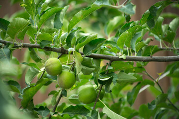 green apples on a branch